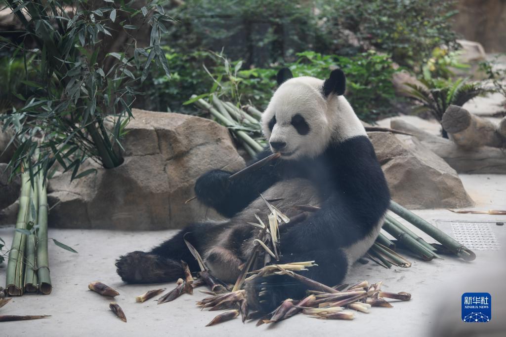 捕鱼交易平台